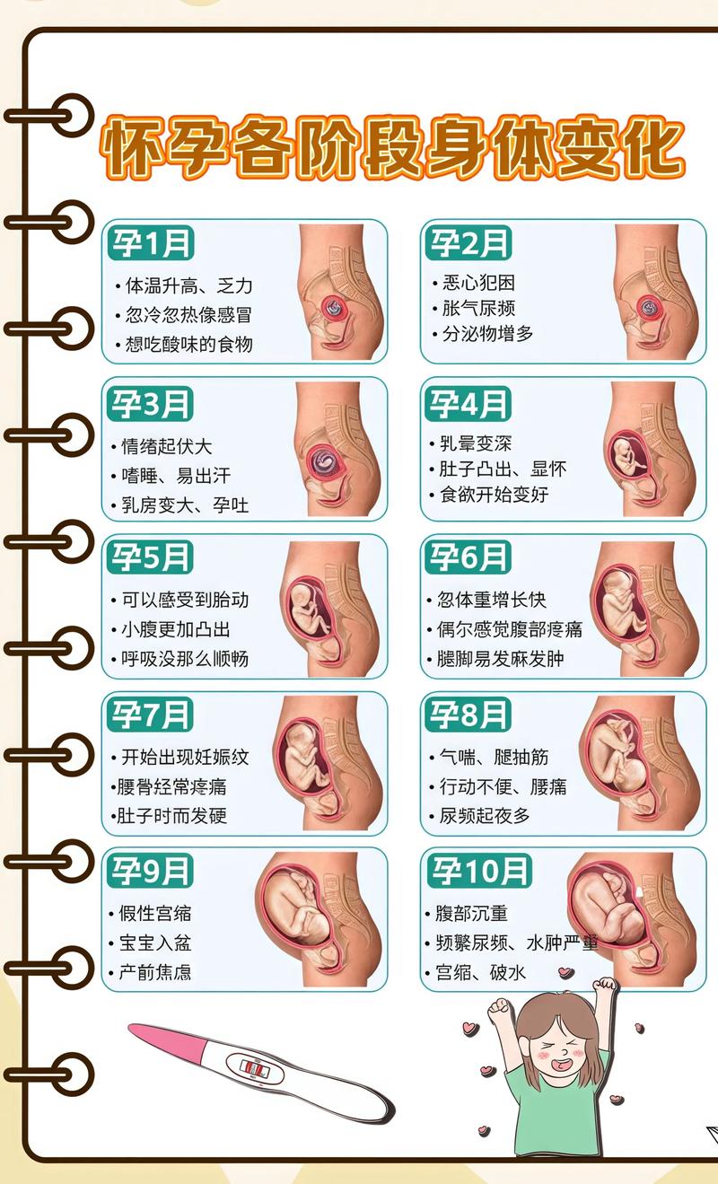 揭秘供卵代孕妈妈怀孕小腹分两节，孕期变化的奥秘常德代生机构: